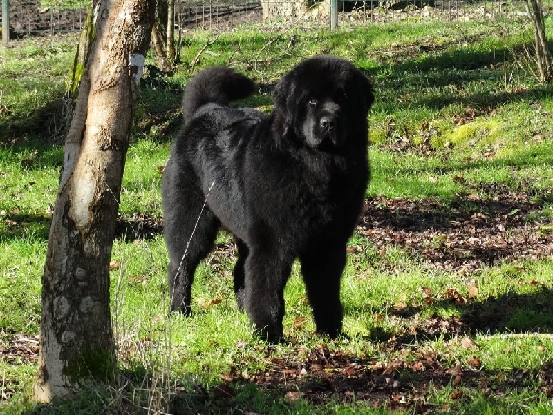 Iceo Mermaid's Pride