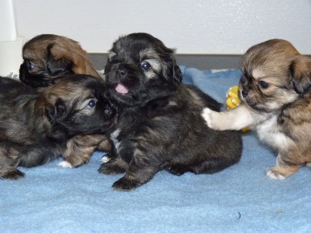 Chiot Epagneul tibetain de la croisée des sources